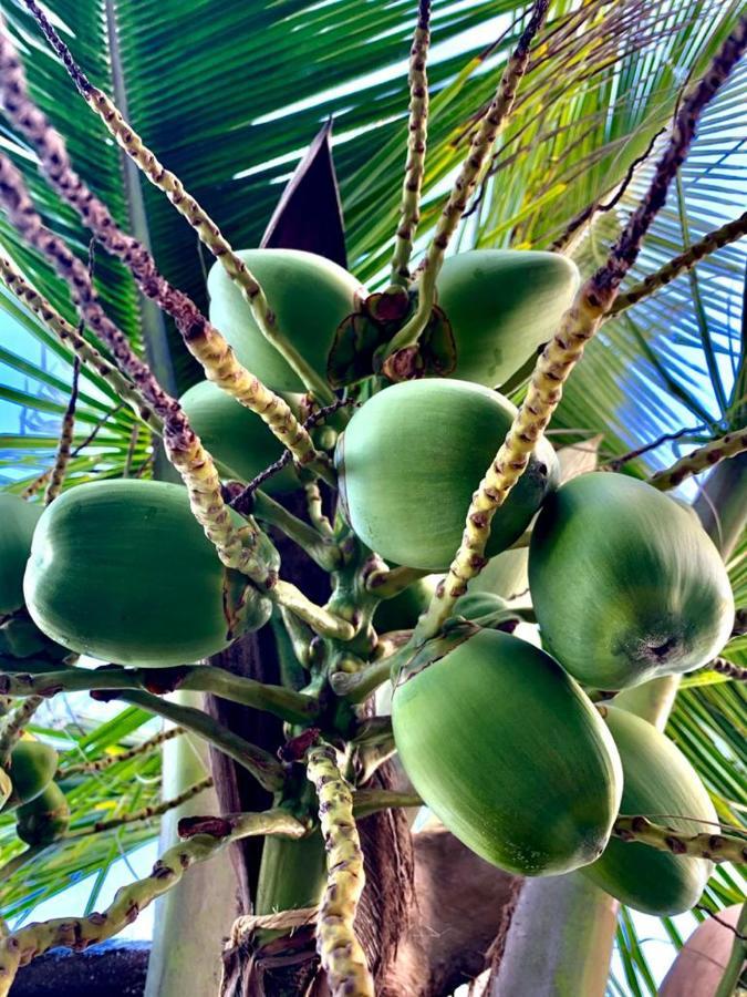 Maravilhoso Garden Imbassai Pe Na Areia Bahia Litoral Daire Dış mekan fotoğraf